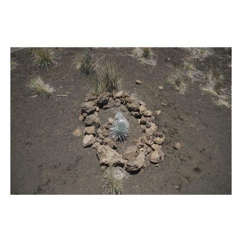silversword plant surrounded in a circle of stones