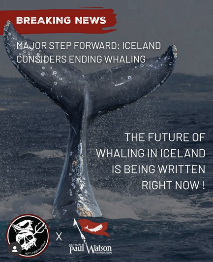 Breaking news! Major step forward: Iceland considers ending whaling.The future of whaling in Iceland is being written right now! Photo of a blue whale fin in the ocean. By captain Paul Watson Foundation
