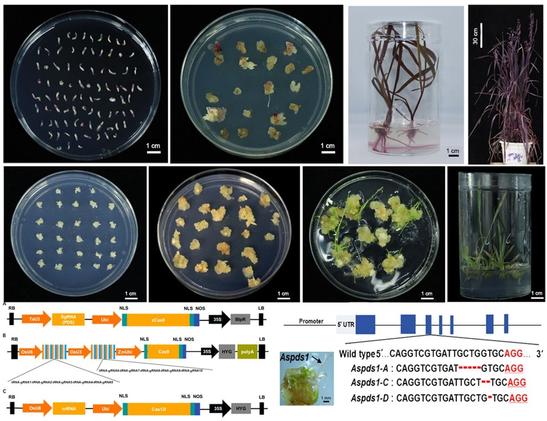 Collage of images representing results from tests of an Agrobacterium-mediated genetic transformation system for mature and immature embryos and efficient genome editing platforms in oats.