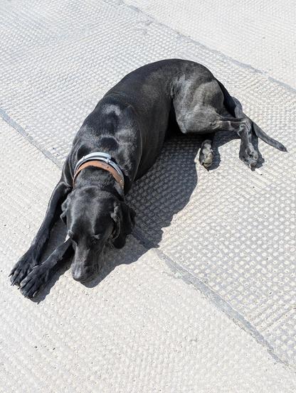 Foto eines großen schwarzen Hundes, der dösend auf einem asphaltierten Gehsteig liegt. Seine Vorderbeine sind nebeneinander hingestreckt und sein Kopf darüber gelegt.