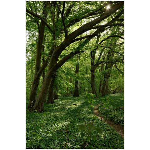 Woodland with a small path on the bottom right part and a prominent tree, arched from the bottom left side to the top right.