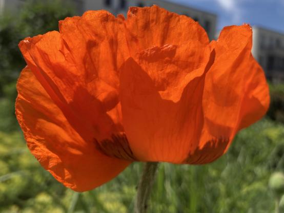 Leuchtend rote Mohnblüte.