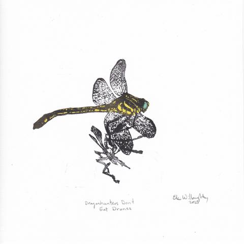 My linocut print of a large clubtail dragonhunter dragonfly in profile. The dragonfly is roughly life sized with yellow and black markings, green eyes and four wings. Its legs hang out in front of it so it could snatch prey and it has caught a miniature pollination drone shaped like a crane fly.