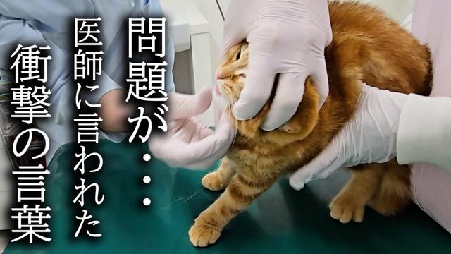 子猫が手術前に病院に検査に行くと問題が...