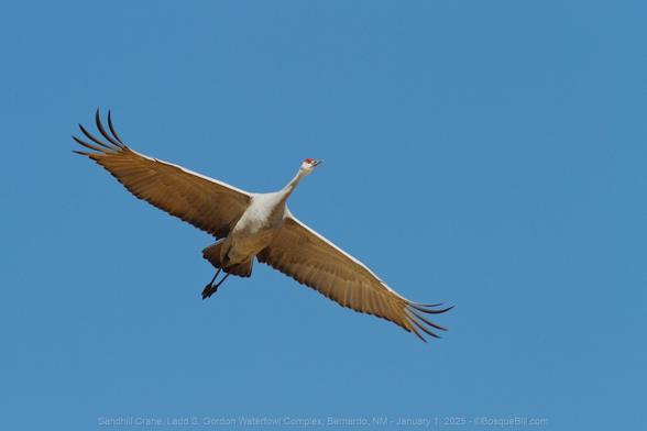 Large grey bird in flight with broad wings extended, trailing edge and terminal feathers are very dark; long neck; feet extended behind; white cheeks with red forehead and yellow eye. Clear, light blue sky.
©BosqueBill.com