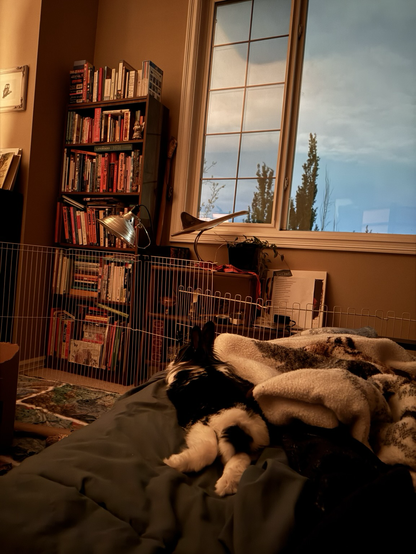 A fluffy bunny rests facing the end of the bed with furry feet outstretched