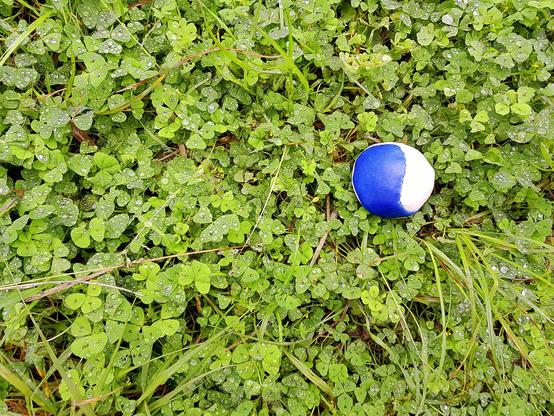 Un verde prado de tréboles que mantienen pelotas de agua sobre sus humildes hojas, por regular la humedad. Una pequeña pelota medio azul y blanca, cual yin-yan, espera la patada…