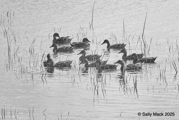 A black-and-white photo of a small group of mallard ducks swimming in calm water among grasses growing out of it. Their reflections are blurred.