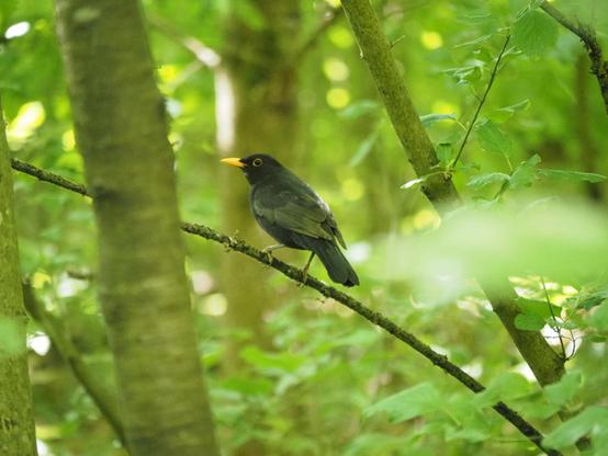 Eine Amsel auf einem dünnen Zweig im grünen Wald