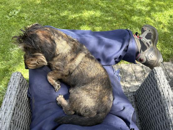A small dog is lying on a person's lap, with a garden in the background. The person is wearing blue pants and black shoes.