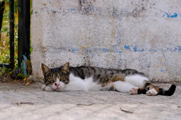 Photo of a bicolour tabby-and-white cat, resting next to a white wall with a gate to some kind of garden. The cat is awake and looks at the camera.