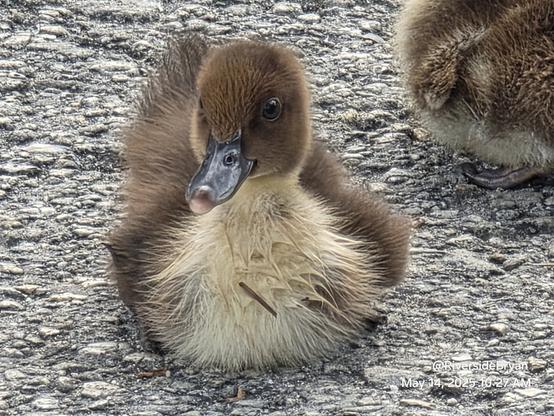 Close up of a baby muscovy duckling, about a week old now. One of the darker colored variety, with dark eyes and a fluffy yellow chest, here all wet and messy from a recent trip in the pond.