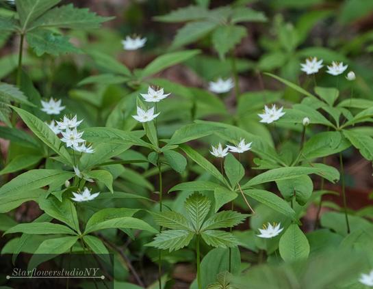 A dozen or so tiny star shaped flowers with yellow stamens atop short green plants.