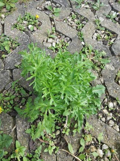 Eine grüne, buschige Pflanze wächst zwischen grauen Betonpflastersteinen mit kleinen Steinen und etwas Moos, Hahnenfuß und Löwenzahn