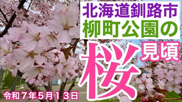 【北海道釧路市桜が見頃】🌸北海道釧路市柳町公園へ行きました🚗エゾヤマザクラなどが見頃を迎えました✌️😃令和7年5月13日DJIOSMOACTION4&iPhone16で4K撮影
