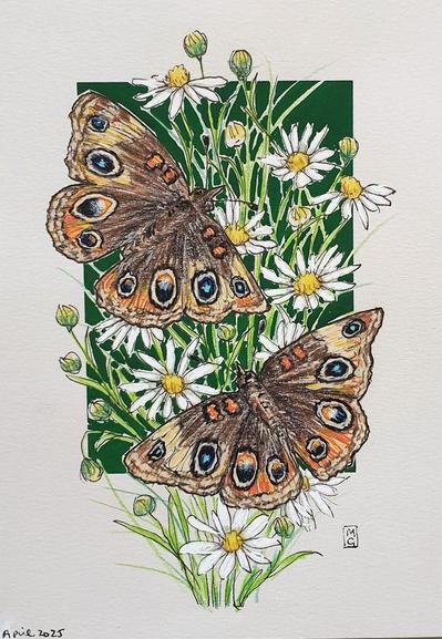 A small drawing of two common buckeye butterflies. A medium-sized insect with brown wings known for their distinctive eye like markings on their wings. The drawing has a green background with daisies. It is on white pastel paper.
This butterfly is a frequent sight across many regions of the United States and Mexico.
An original art work
Colour pencil and mixed media on acid free toned artist paper
5 by 7 inches (12.7 by 17.8 cm).
Sold unframed