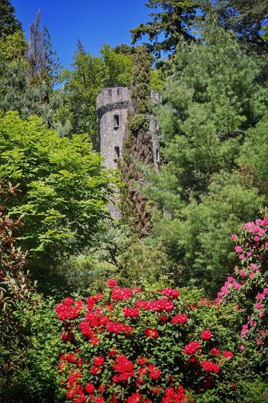 A stone tower with small windows peeks out from behind vibrant green trees and bushes. In the foreground, bright red and pink rhododendron flowers are in full bloom. The sky is a clear, bright blue above the trees.