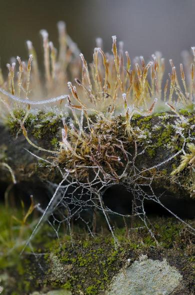 macro photo of frozen over moss sporophytes decorated by fine spider webs - also covered in hoar frost. It's the upper layer of an old wall, just below, the spiders empty layer is shaped by frozen over web.