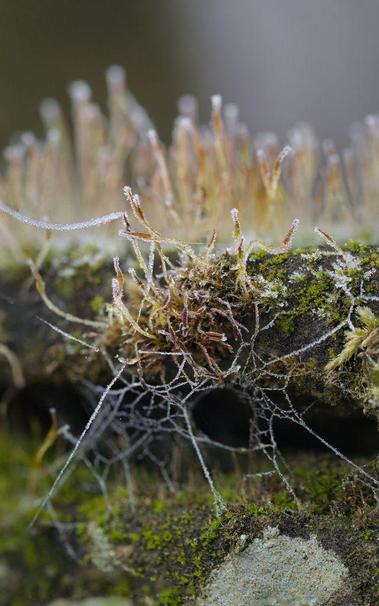 Second version with fewer sporophytes in focus. Looks a bit boring, like a punker without a colourful hairstyle.