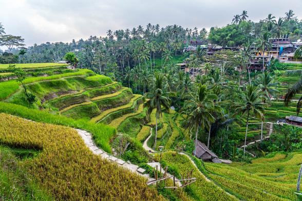 A wide view of the terraced rice fields at Tegalalang near Ubud, Bali. The bright green and yellow paddies cascade down the hillside, surrounded by tall palm trees and dense tropical vegetation, with walking paths winding through the landscape and some small huts and cafés in the distance.