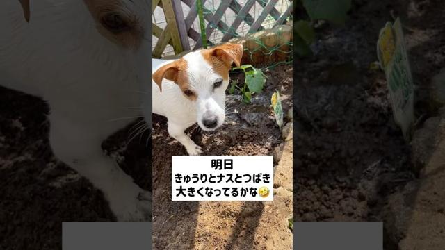 収穫出来るのか⁉️ジャックラッセルテリアのひまわり＆つばき【ひまチャンネル】#shorts#jackrussellterrier #犬のいる生活