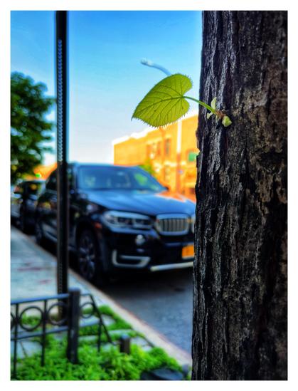 A green leaf grows out of the side of a tree trunk that stands close to camera at right frame, the texture of its rough bark visible. Everything in the background is out of focus — including a sidewalk tree bed with greenery and railing, the metal post of a traffic sign, parked cars at the curb, and distant trees and apartment buildings. The sky is clear in gradients of blue. The image is framed by a white border.
