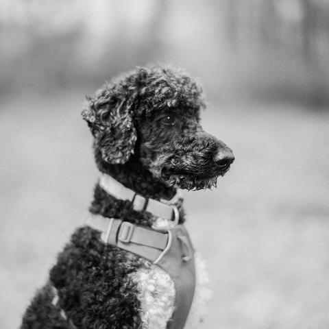 Portrait von einem Grosspudel.