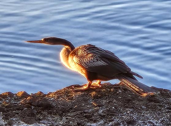 Warm glow from the morning sun hits a water bird perched atop a rock on the river's edge.