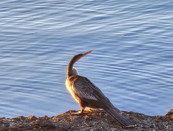 Warm glow from the morning sun hits a water bird perched atop a rock on the river's edge.
