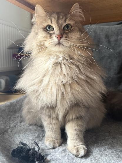 Closeup of a grey Siberian cat sitting upright in a grey cat bed below a coffee table. His front is towards the camera, and he is looking slightly upwards. There is light coming from the left side of the photo, highlighting his very long and wild whiskers. He is still quite fluffy, especially his chest fur.