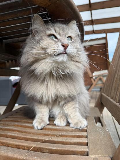Closeup of a grey Siberian cat sitting upright on a deck chair underneath a table. His front is towards the camera, and he is looking slightly to his left at something interesting outside the frame (it's so interesting that the tip of his tongue is out in a miniscule blep). The light is highlighting his very long and wild whiskers.