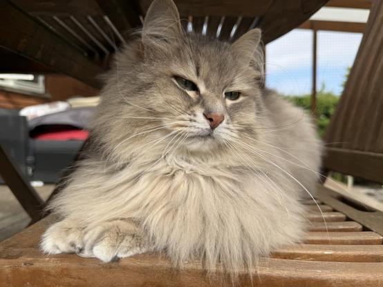 Closeup of a grey Siberian cat lying on a deck chair with his front towards the camera under a table. His very long and wild whiskers are very prominent. He is still quite fluffy, especially his chest fur that is hanging out over his paws.