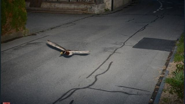 Low flying duck... caught by speed camera above a street. DUCK!