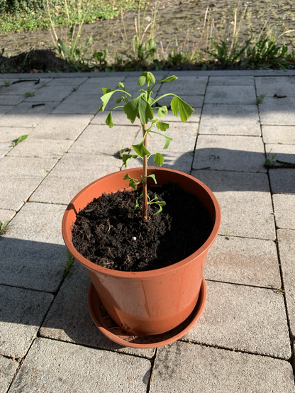 The image shows a small Ginko tree of about 15cm height. The pot is brown, the tree has about 20 leaves, while there will be a new branch at the top.