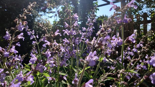 purple flowers of a sage plant with green foliage. Small glimpses of a cloudless blue sky are visible through the background shrubs and trees.