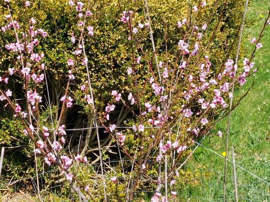 A young cherry tree covered in pink blossoms