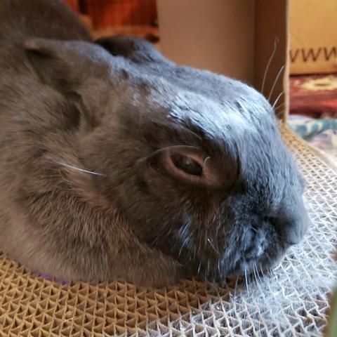 Close up of a small grey rabbit lying in her cardboard hacienda with her chin on the floor. Her whiskers are catching the light.