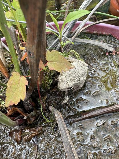 Cope's gray tree frog (Hyla chrysocelis) resting in a swampy pot in a pond.