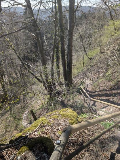 Stairs in the forest