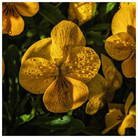 A close-up, square image shows a vibrant yellow pansy, its petals adorned with glistening water droplets. The flower is in sharp focus, set against a backdrop of deep green leaves, creating a striking contrast. The pansy's velvety texture and the delicate details of its dark veins are clearly visible. The lighting accentuates the water droplets, adding a fresh and sparkling quality to the image.