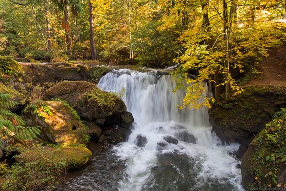 A waterfall flows over a small cliff surrounded by mossy rocks, and bright yellow/orange fall foliage
