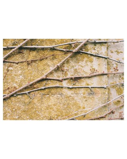Close up on an exterior facade that is overgrown by yellowish lichen and branching of unknown plant