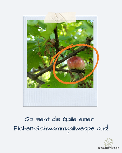Auf einem hellgrauen Hintergrund in eine Polaroid-Maske ist das gleiche Bild noch einmal eingebunden, und ein orangener Kreis umrahmt den "Apfel". Darunter steht, dass das die Galle einer Eichen-Schwammgallwespe ist.