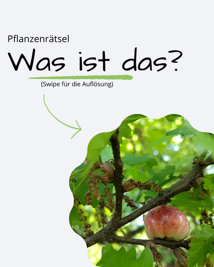 Auf einem hellgrauen Hintergrund ist ein Bild eingebettet, welches eine glänzende, gelblich-rote, kugelige Struktur zeigt, die auf einem braunen Zweig sitzt, umgeben von Eichenblättern. Man könnte glauben, es sei ein leckerer Apfel. Daneben steht "Pflanzenrätsel. Was ist das? Swipe für die Auflösung"