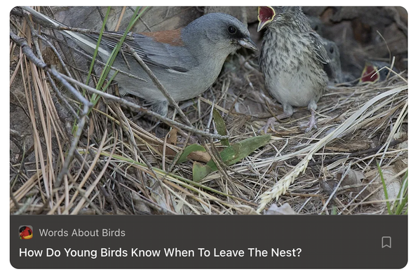 adult bird and nestling in nest
