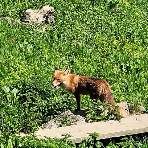 Fuchs