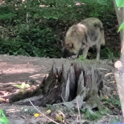 Wolf