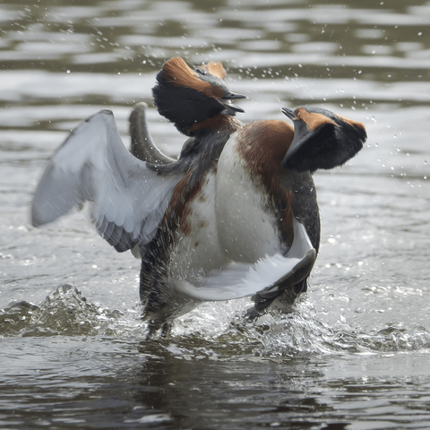 Mustakurkku-uikkujen reviiriselvittelyt. Territory fights of Slavonian grebes.
