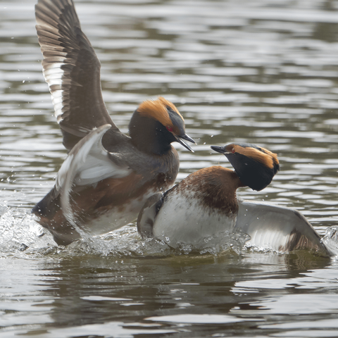 Mustakurkku-uikkujen reviiriselvittelyt. Territory fights of Slavonian grebes.