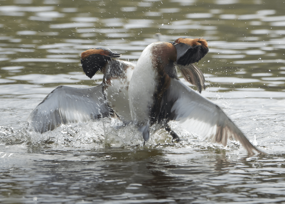 Mustakurkku-uikkujen reviiriselvittelyt. Territory fights of Slavonian grebes.